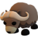 Musk Ox